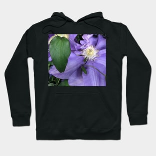 Purple Clematis the Tender Celestial Climber Hoodie